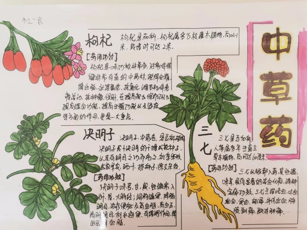 国医药文化简单手抄报图片