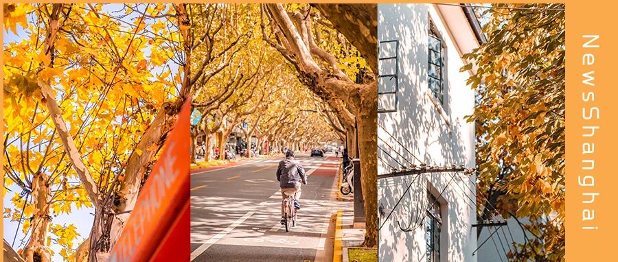 上海的深秋，是金黄色。