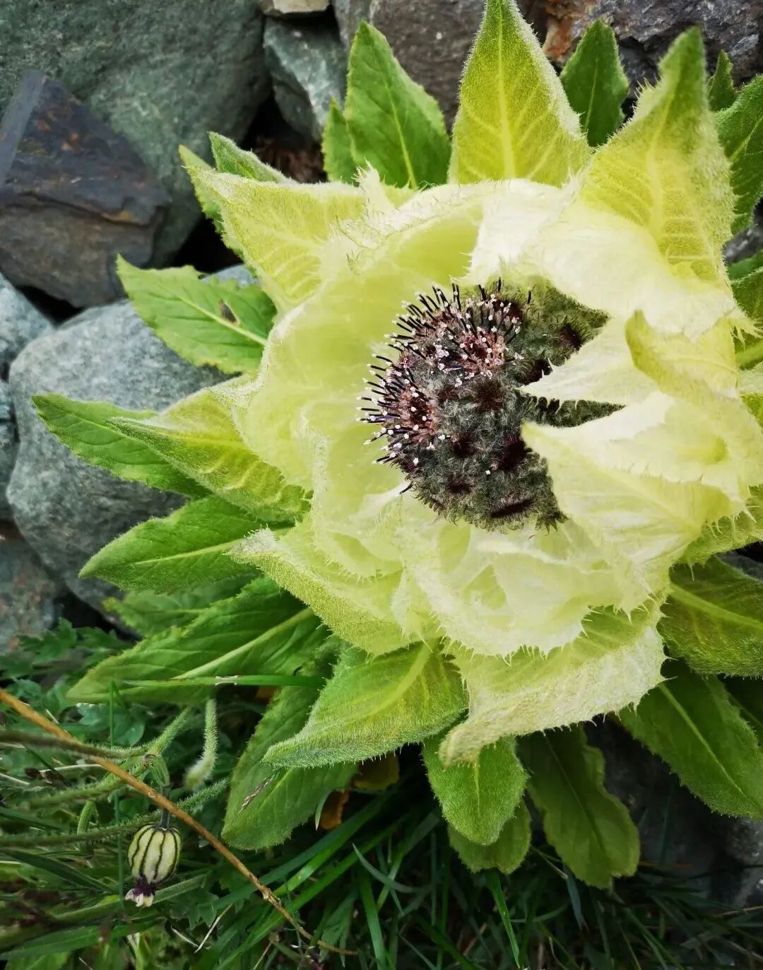 天山雪莲,是一种高山植物,生长在中国西北部的天山山脉区域.
