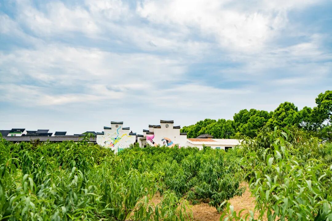 金山吕巷水果公园.jpg