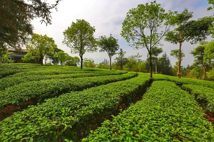 在景洪市大渡岗乡大荒坝村万亩生态茶园,阮成发调研了生态茶发展情况