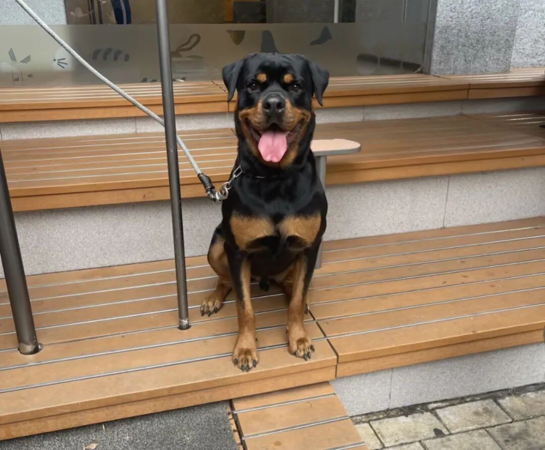 "黑色犬只对唐某发起攻击,将其咬伤."原来白犬拉布拉多并没参与咬人.