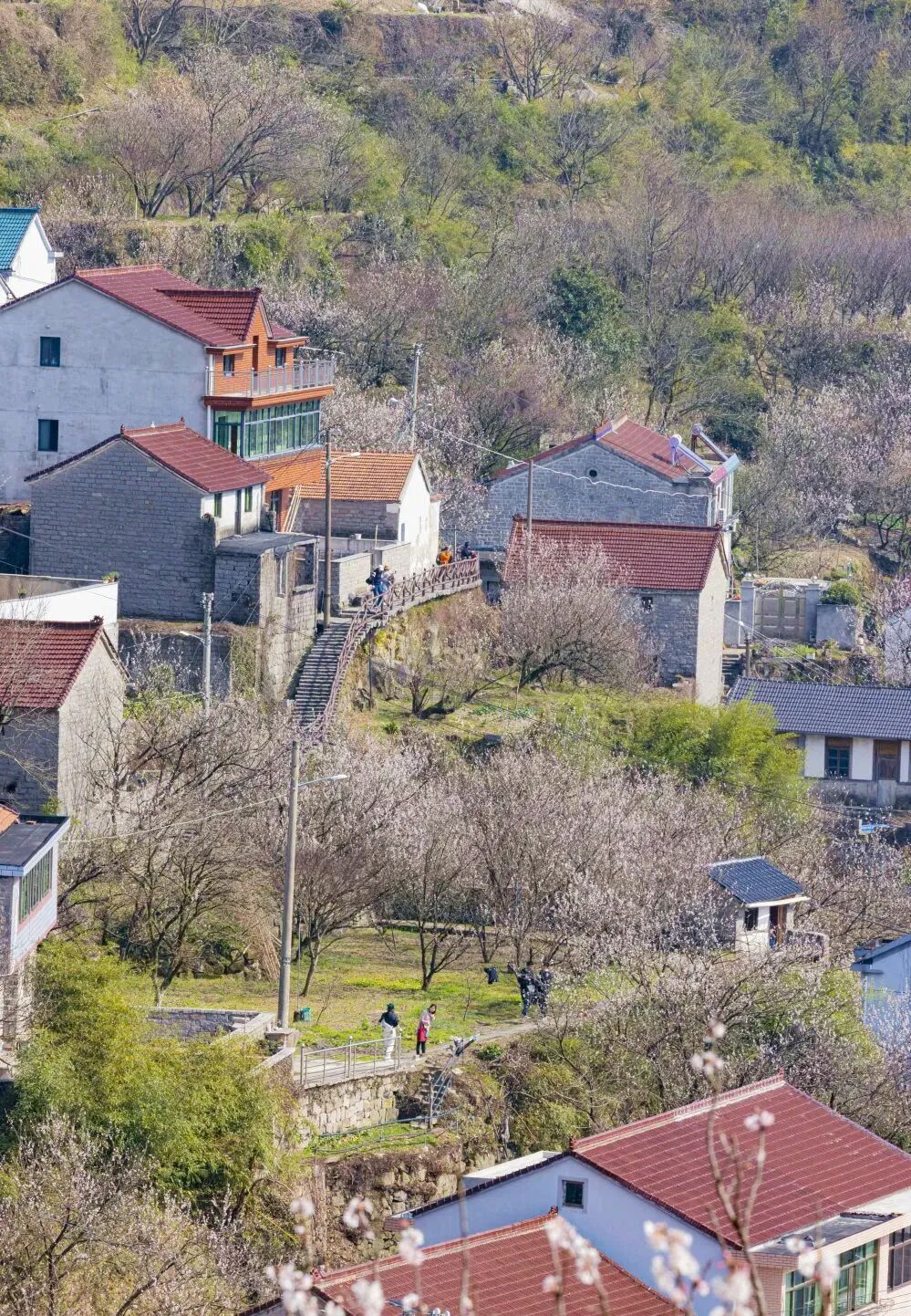 年年爆火余姚这片花海马上到盛放期花期只有10天