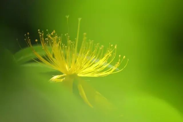 花叶却将花蕊破方叶生图片