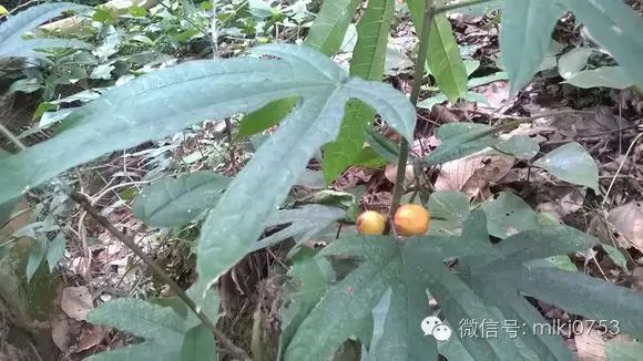 植物形態,小灌木或小喬木,全株莖果皮葉含乳液,根皮有香氣.