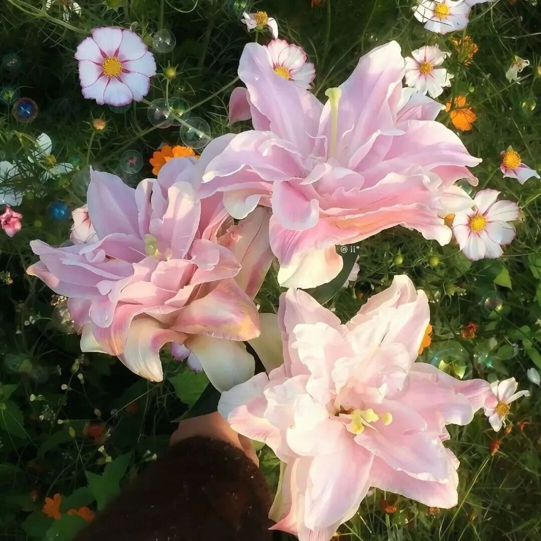 鲜花粉色朋友圈背景图