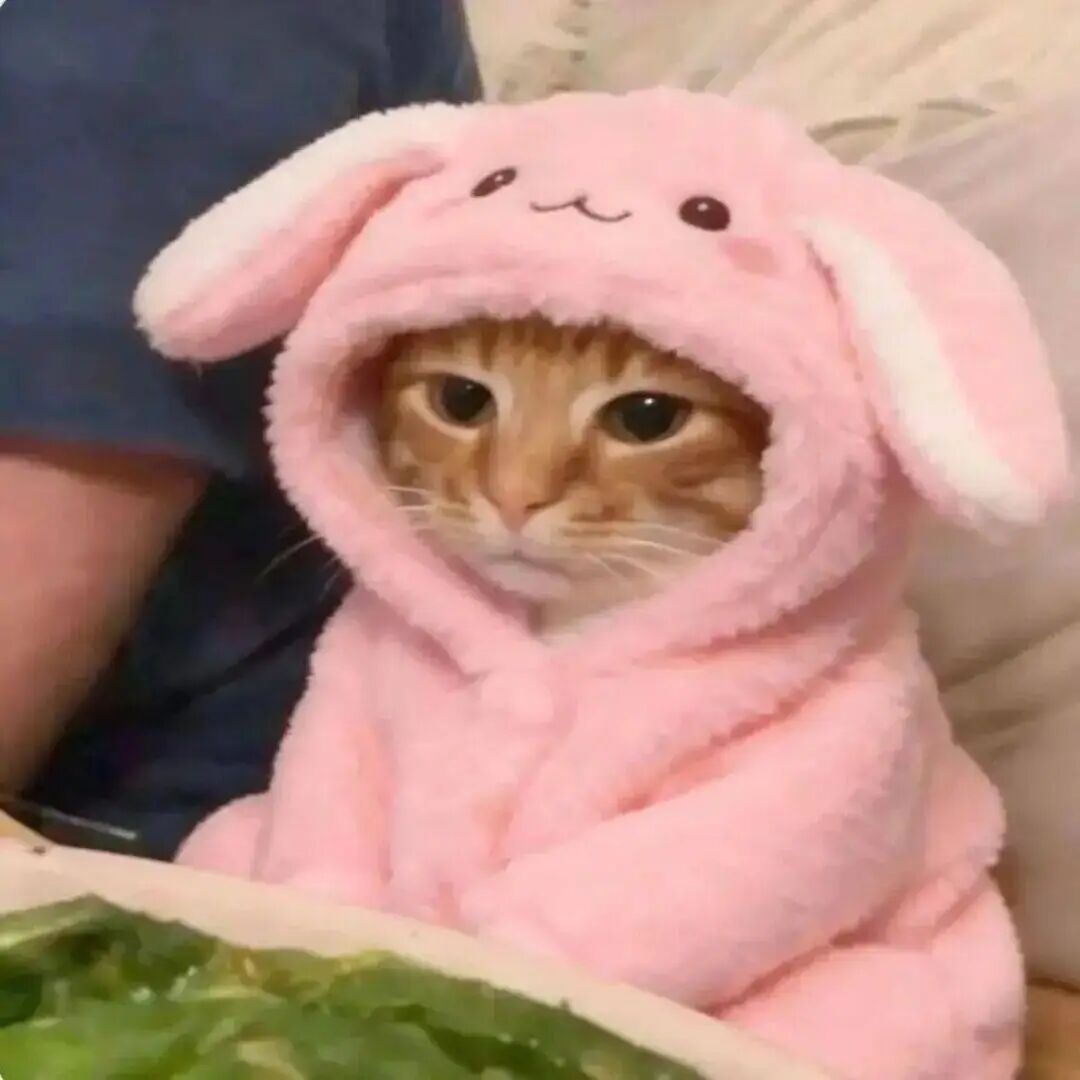 粉色可爱猫咪萌宠头像