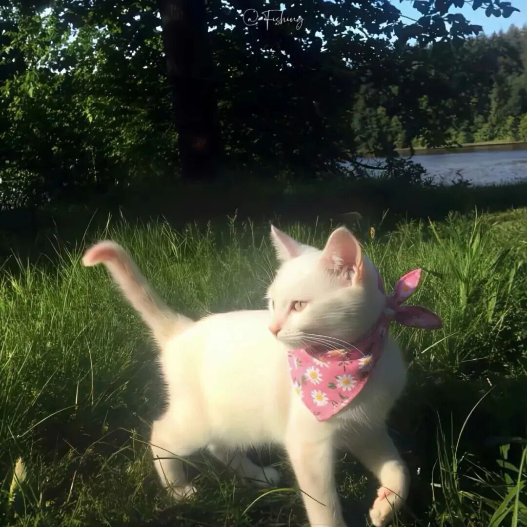 小清新猫咪萌宠头像