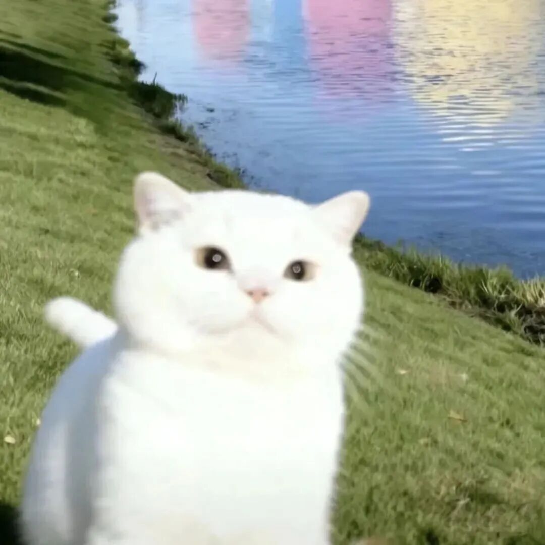 maomicngbgtrehuyzidayun可爱猫咪情侣头像