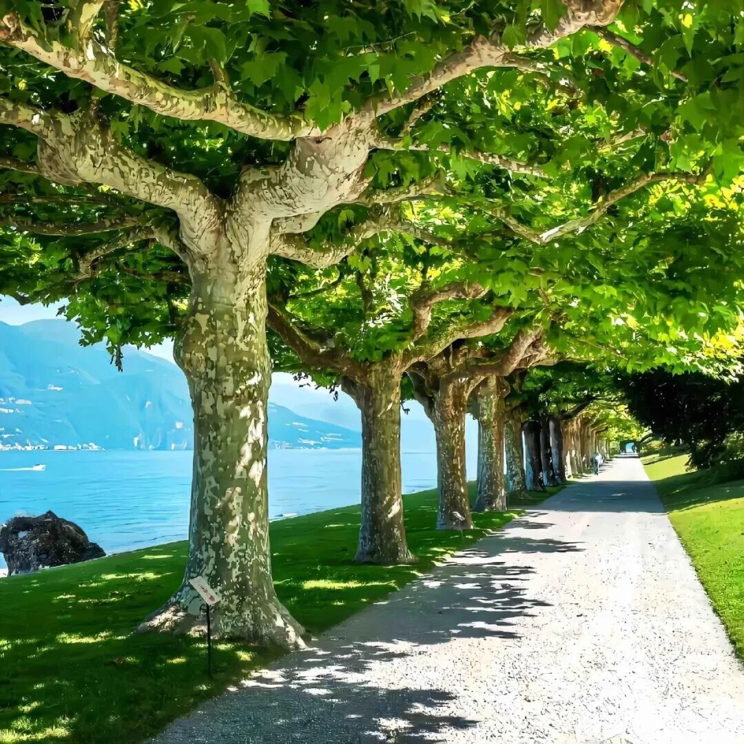 绿色小清新背景图