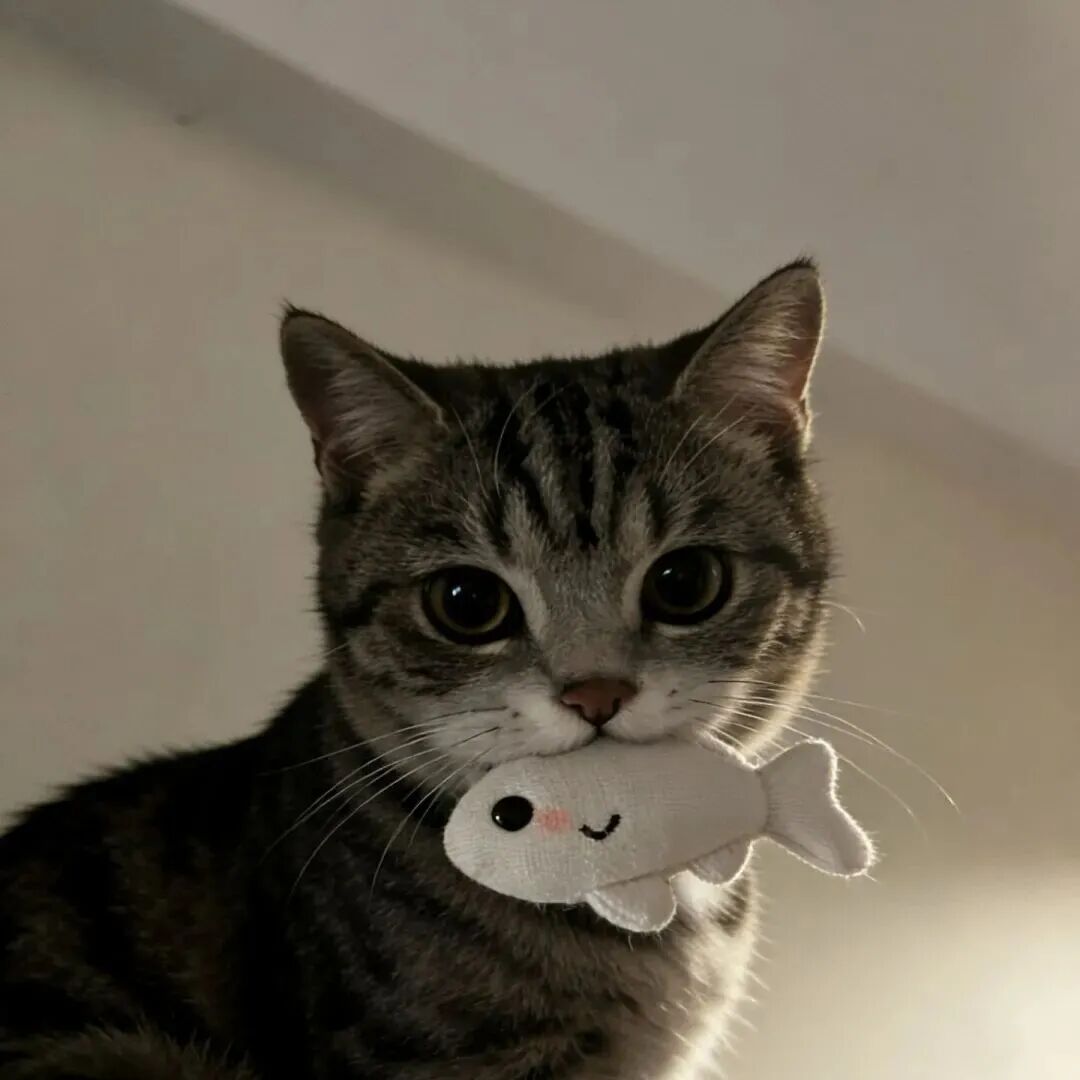 吃鱼猫咪萌宠头像