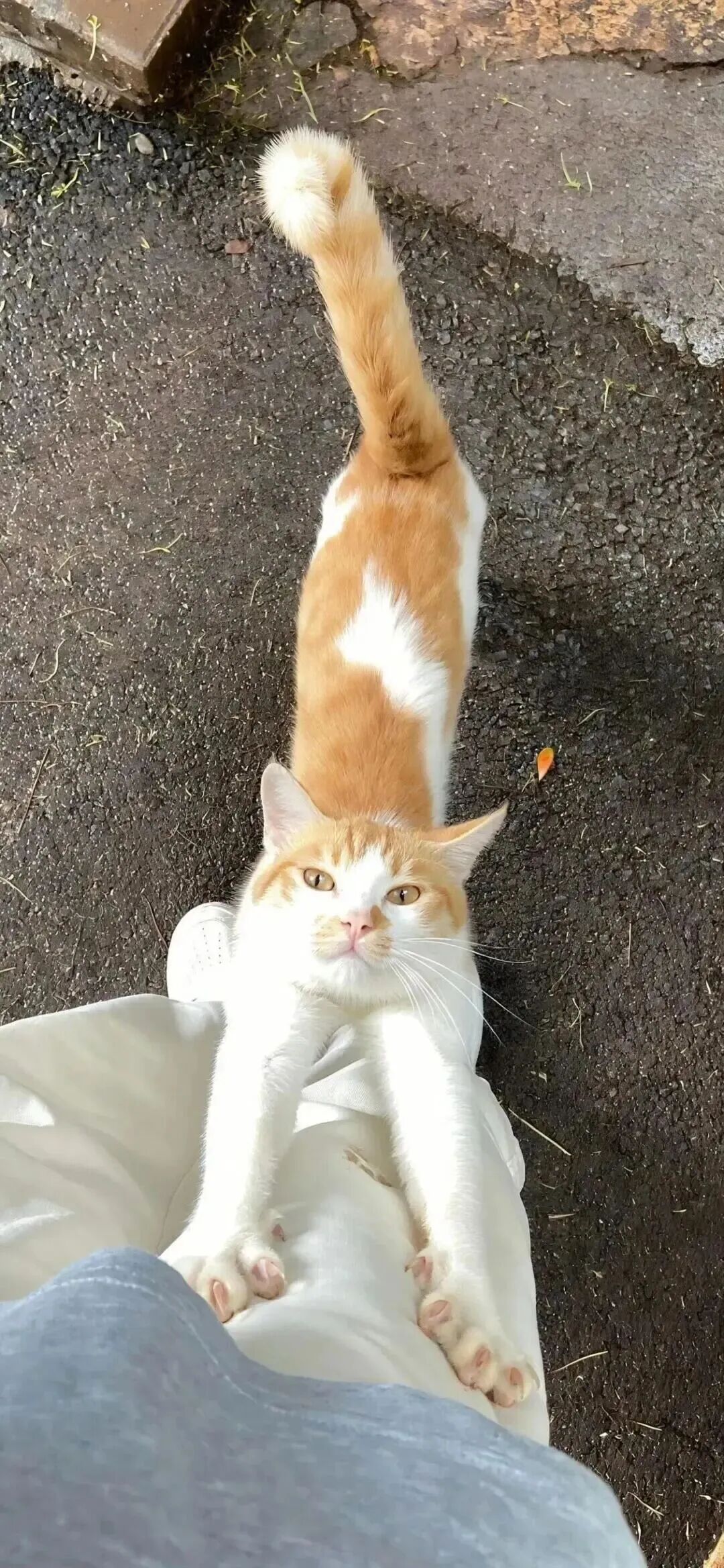 什锦