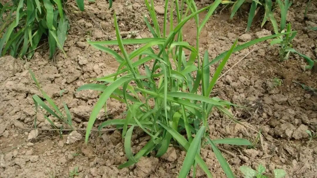 柴胡的药用功效与作用及使用方法？