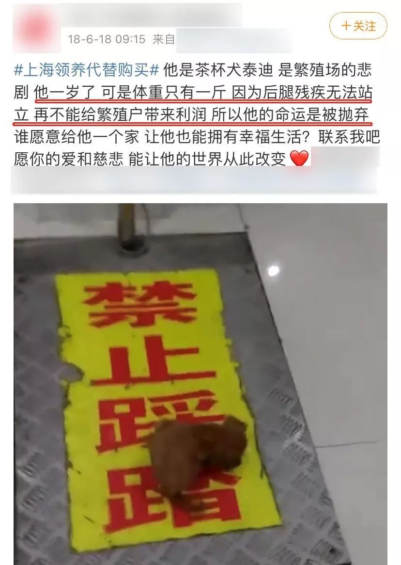 茶杯犬有多可愛，這場悲劇就有多殘忍 寵物 第14張