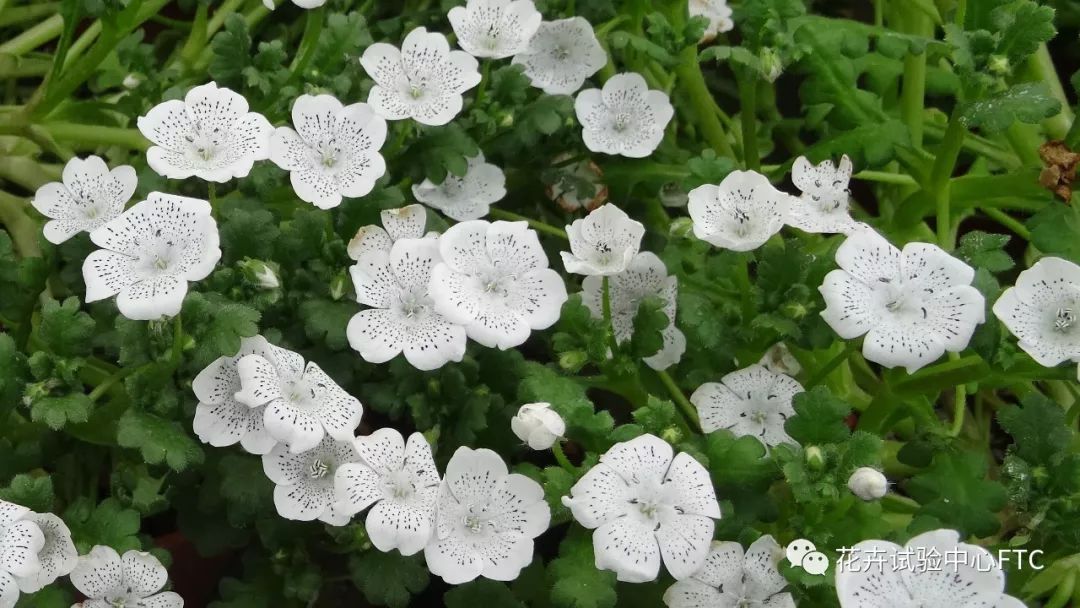 喜林草的应用与栽培 花卉试验中心ftc 微信公众号文章阅读 Wemp