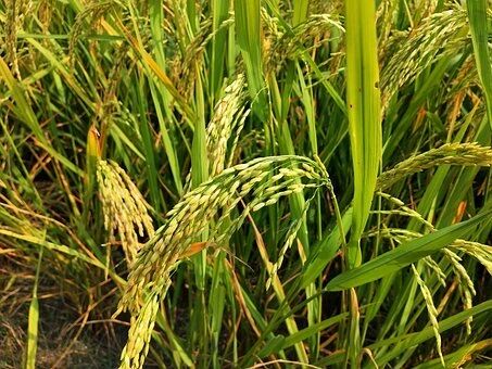 大米|【科普】大米放久了为什么会长虫，到底是从哪里来的？很多人都想错了，看完恍然大悟