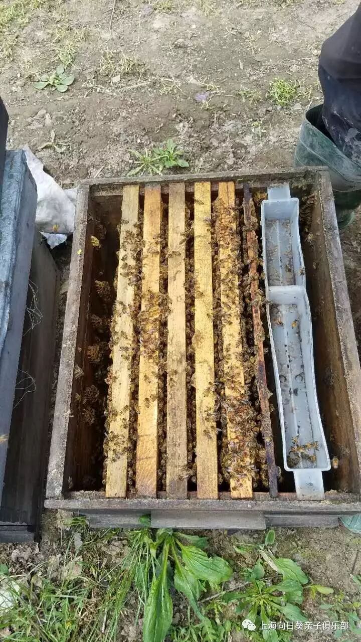 原始森林纯天然黑蜂椴树原蜜——优品团购