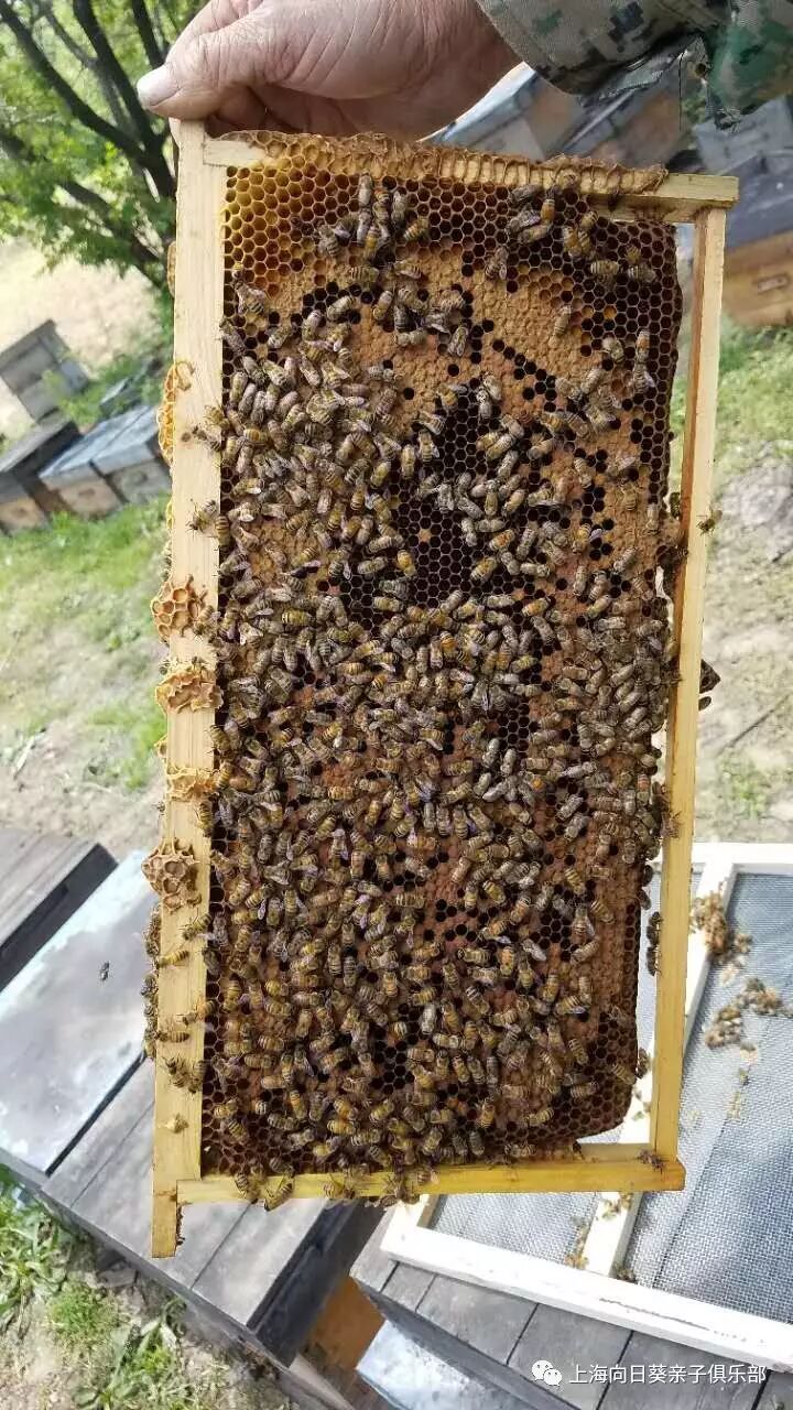 原始森林纯天然黑蜂椴树原蜜——优品团购