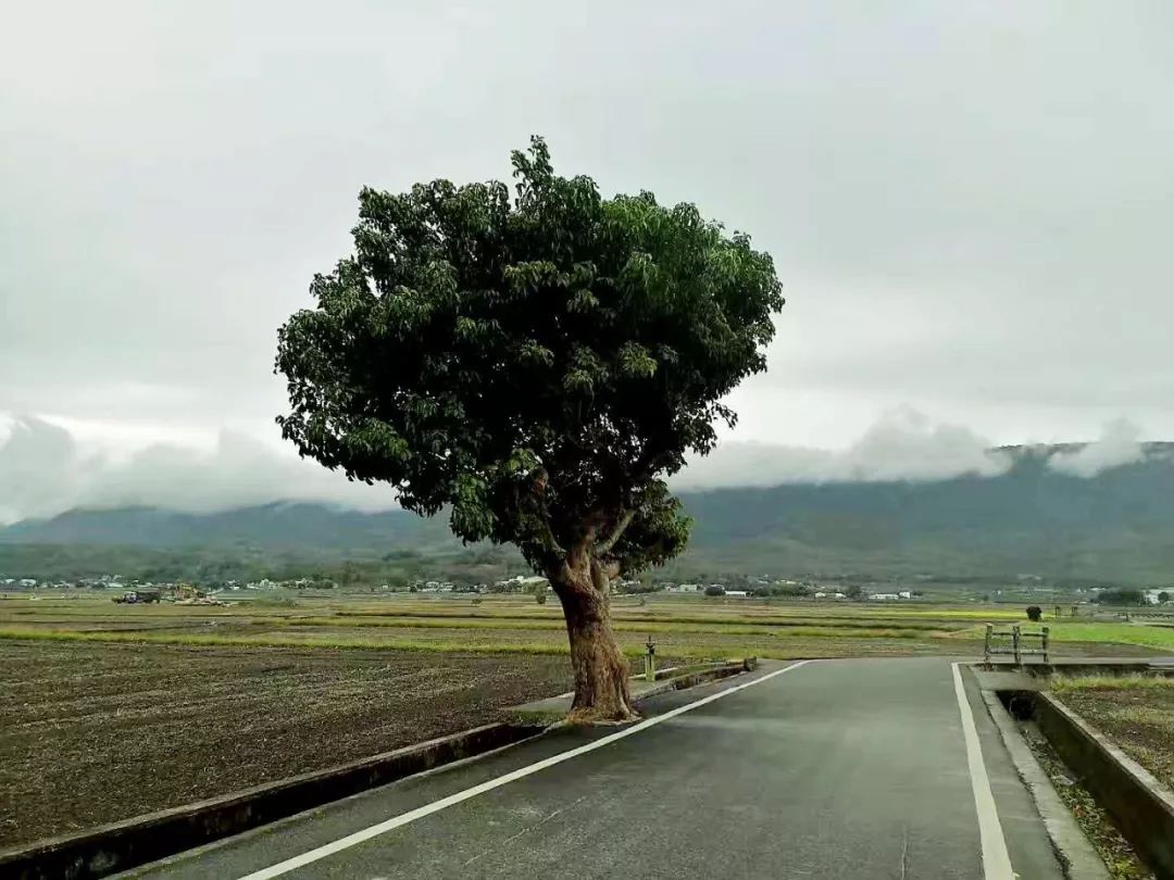 【藍瓶咖啡聯盟選文】台灣漫旅系列九 || 旅行，是為了找回另一個自己 旅行 第4張