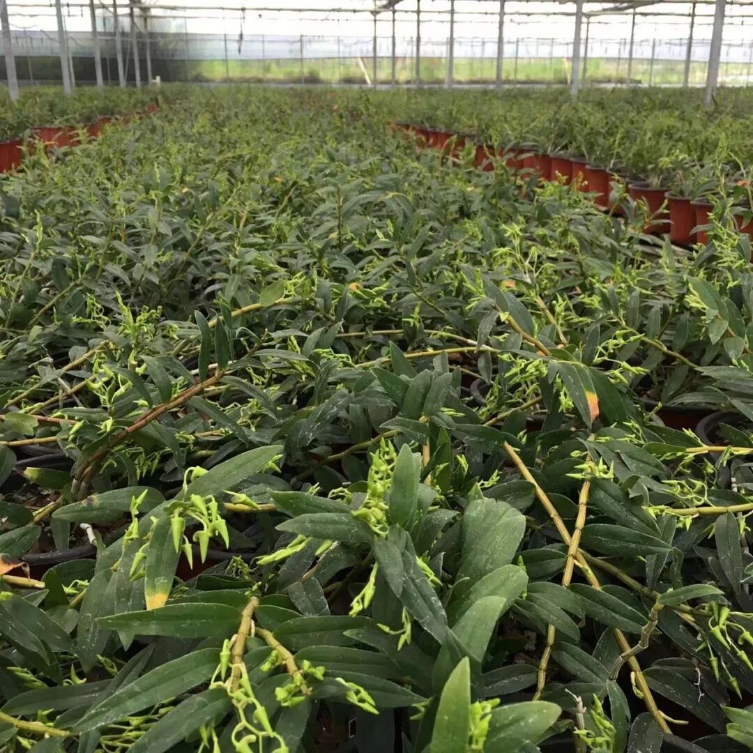 这种名贵的药材，在奉化有四百多亩的生产基地！