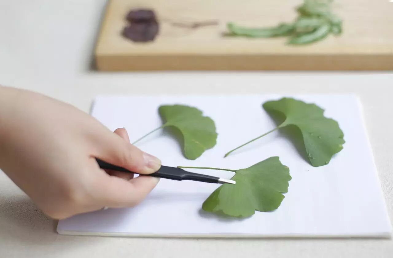 上形| 植物标本的制作方法