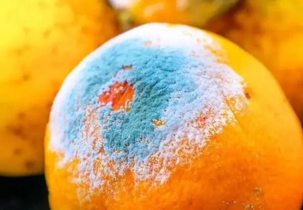 膳食纤维含量排名_木材木质素和纤维素的含量_毛绒纤维类型含量试验方法