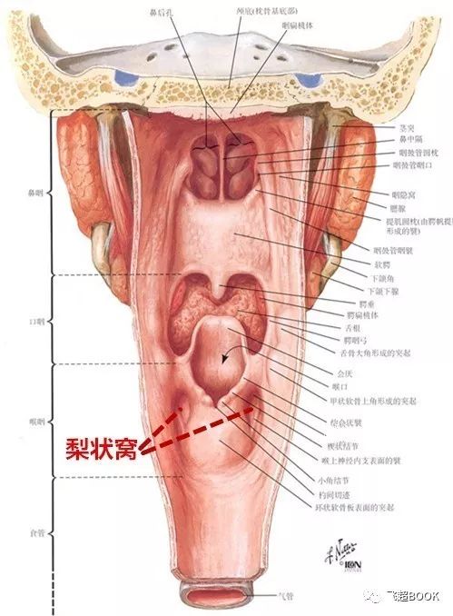 梨狀窩瘻的超聲診斷