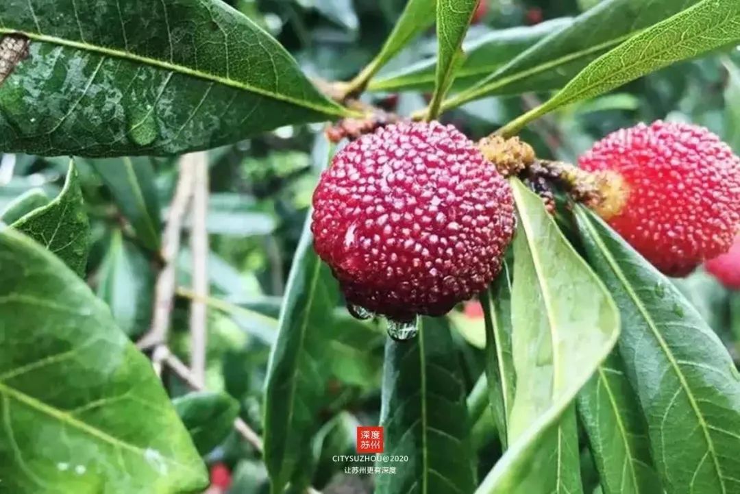 一座姑蘇城，半部江南詩 旅遊 第31張