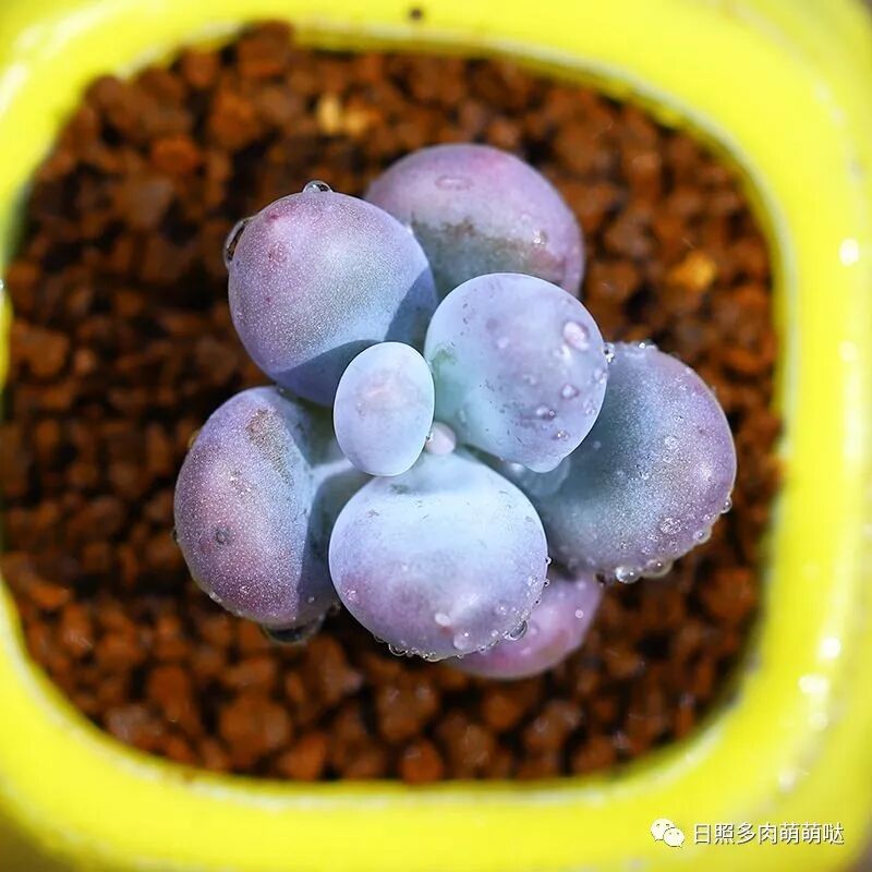 每日一肉 橙雪球 日照多肉萌萌哒 微信公众号文章阅读 Wemp