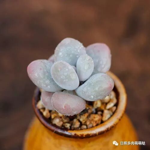 每日一肉 橙雪球 日照多肉萌萌哒 微信公众号文章阅读 Wemp