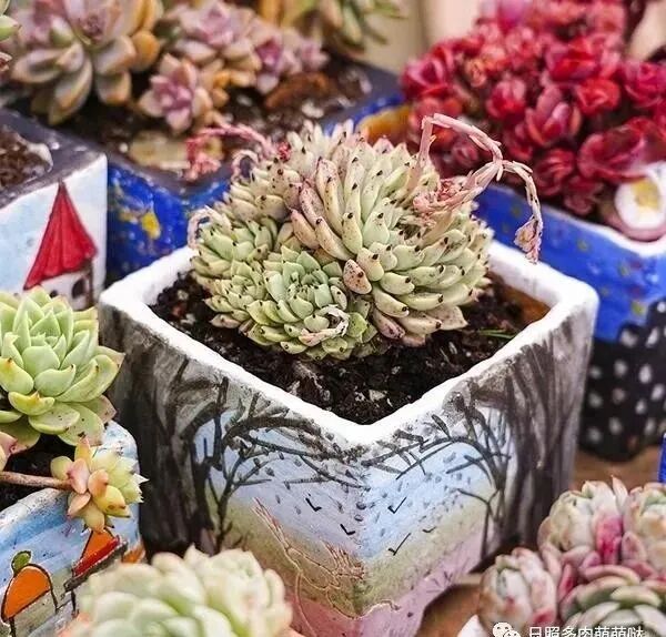 如何选择多肉花盆 全网搜