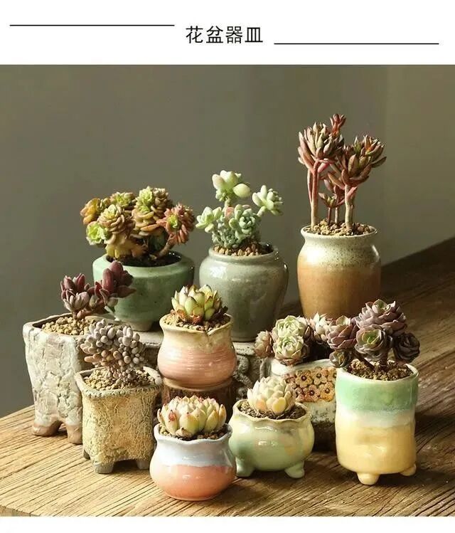 如何选择多肉花盆 全网搜