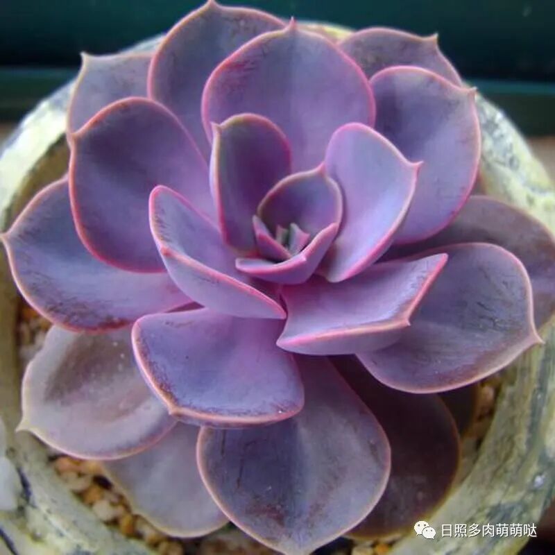 多肉紫乐 紫珍珠 初变的区别是什么 日照多肉萌萌哒 微信公众号文章阅读 Wemp