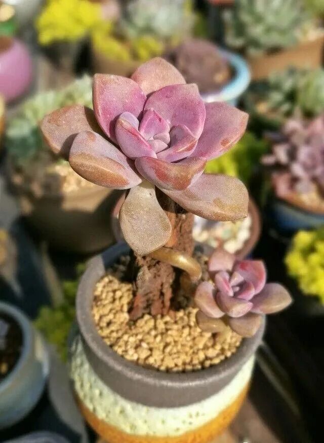 多肉紫乐 紫珍珠 初变的区别是什么 日照多肉萌萌哒 微信公众号文章阅读 Wemp