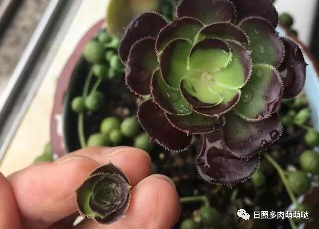 哪些多肉植物适合摘心 日照多肉萌萌哒 微信公众号文章阅读 Wemp