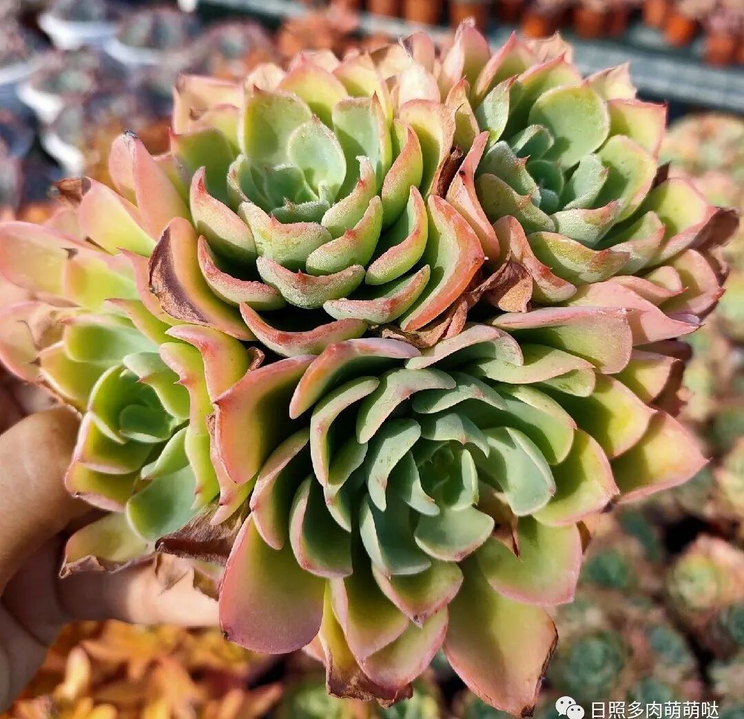 多肉植物雨滴与泪无痕的区别 日照多肉萌萌哒 微信公众号文章阅读 Wemp