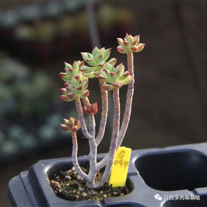 多肉植物出现木质化怎么办 放心大胆剪一剪 不影响生长 全网搜