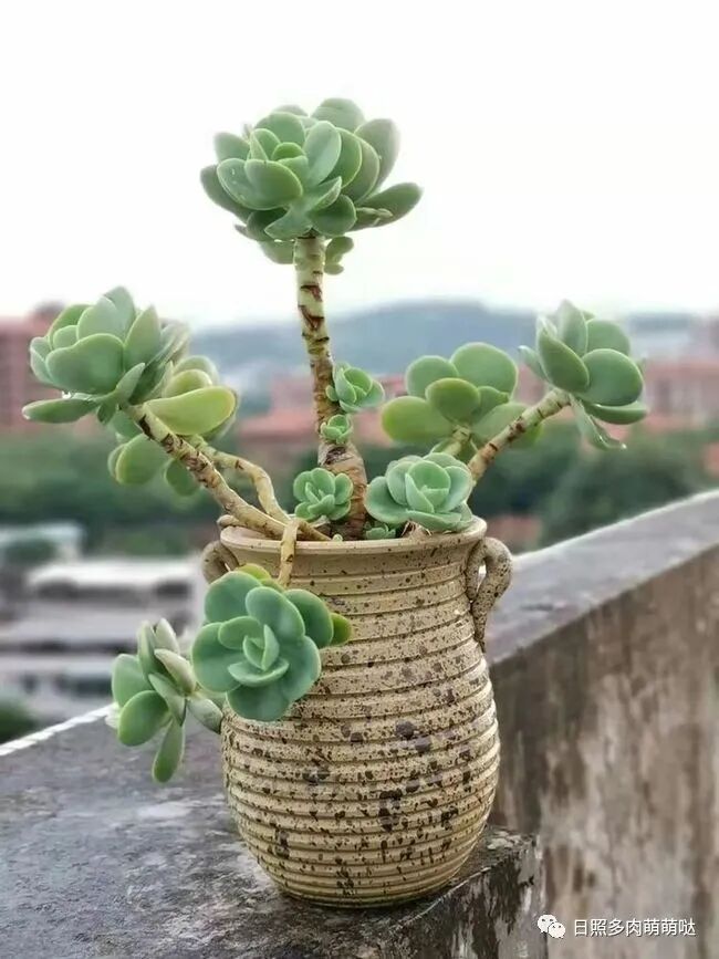 多肉植物出现木质化怎么办 放心大胆剪一剪 不影响生长 全网搜