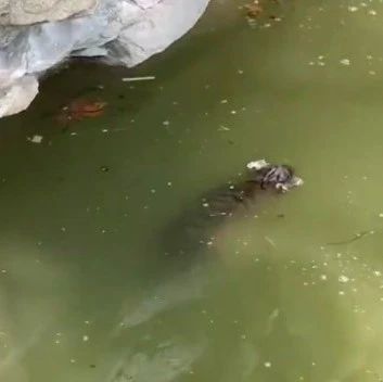 【热点舆情】一小老虎意外溺亡，上海动物园通报详情！
