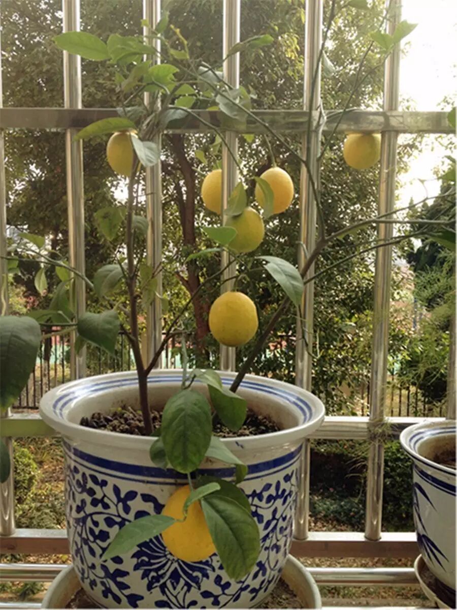 阳台上的柠檬树
