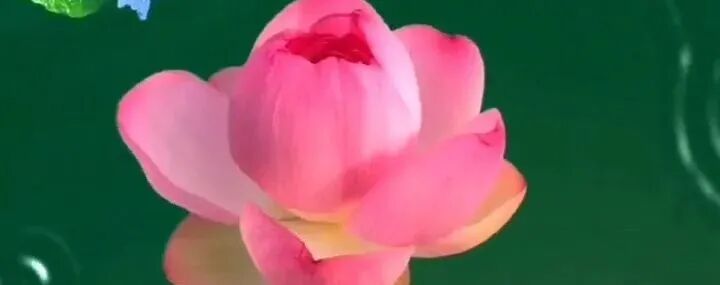 治疗苗后病不能用活血化瘀药的原理，治疗苗后病四原则，兼论王清任的《医林改错》流毒无穷