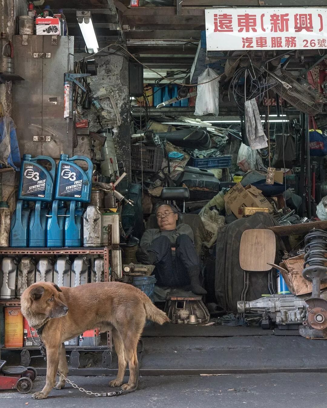 荷兰摄影师潜入香港，5年拍20000张猫片：不要因为走的太远，而忘了来时的路（组图） - 52