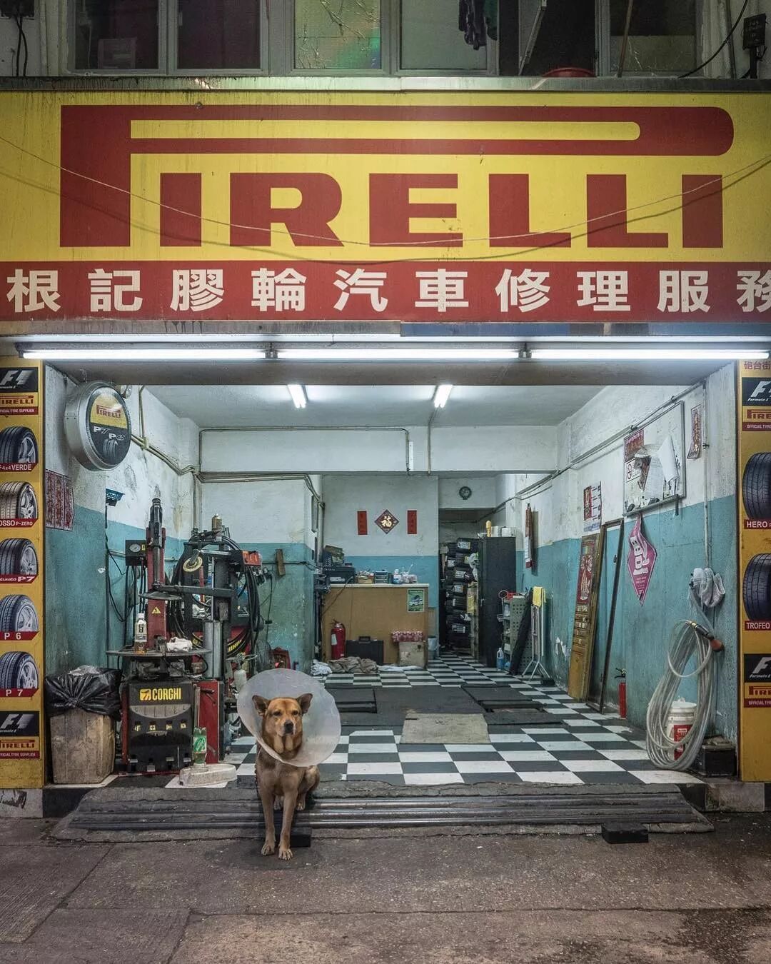 荷兰摄影师潜入香港，5年拍20000张猫片：不要因为走的太远，而忘了来时的路（组图） - 53