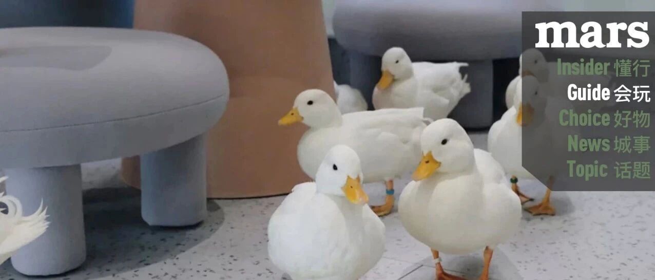 会玩｜合法“鸭店”，等你来玩！