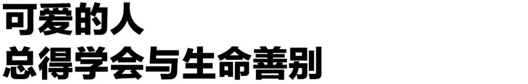 懂行 | 寵物界的「紅白喜事」，直面生命的喜樂與苦痛 寵物 第9張