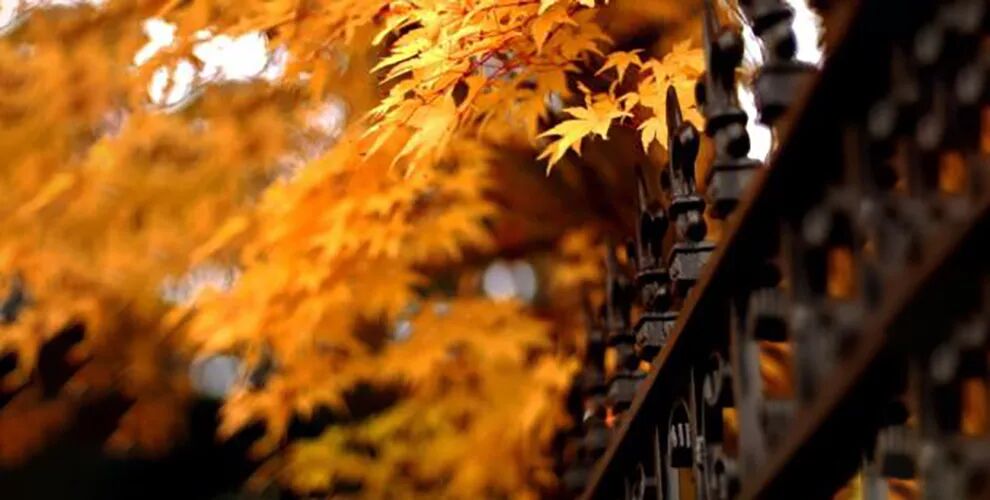 秋季排湿，喝茶最好！