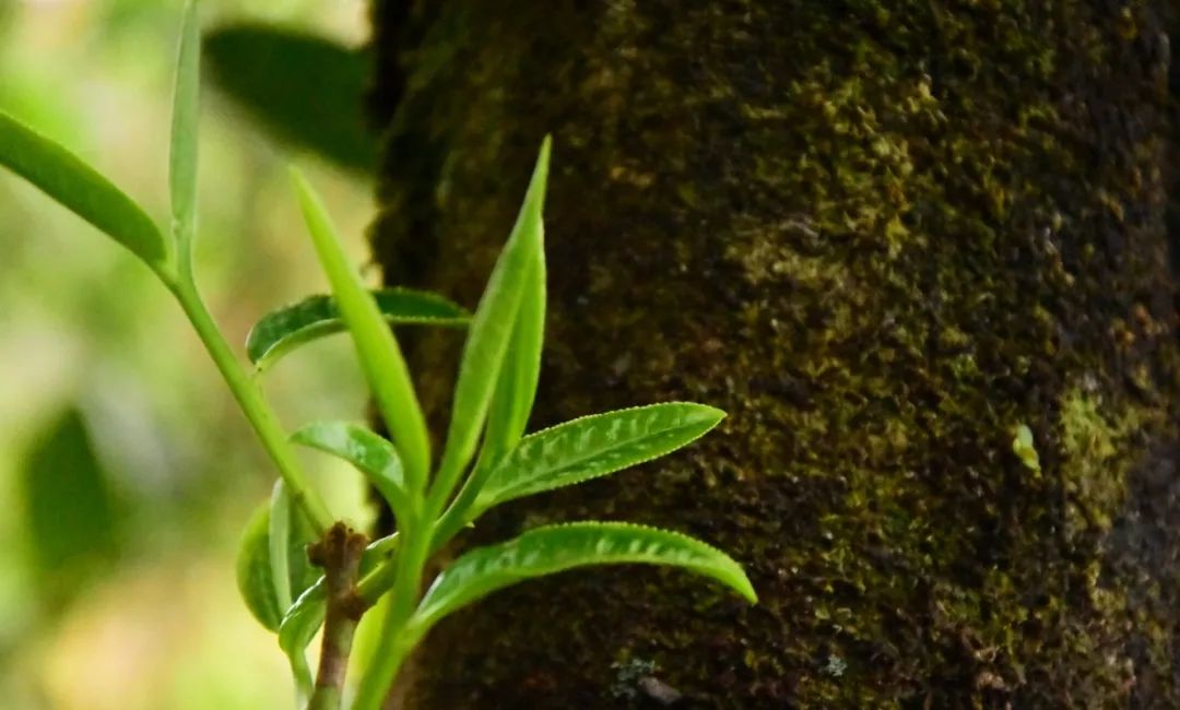 茶叶喝得好，胜过冬虫夏草！