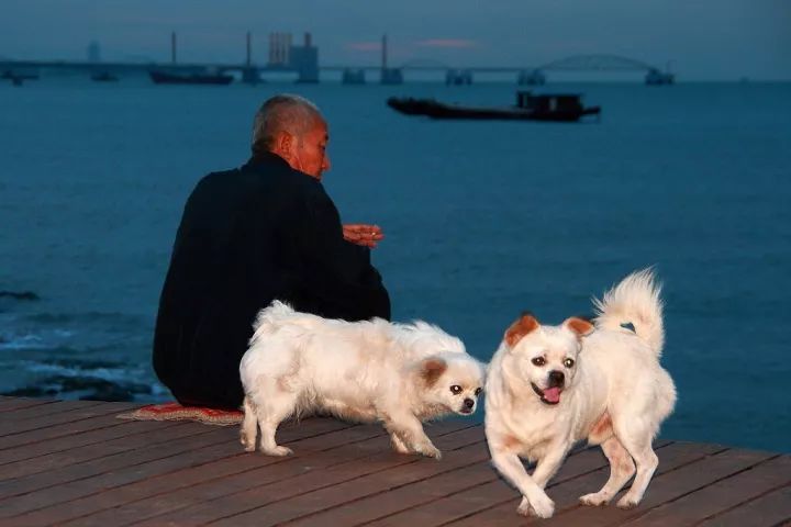 爸爸腦淤血陷入昏迷半年，愛犬深情一吻後，他竟然被喚醒了！ 寵物 第10張