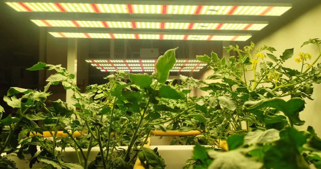 光强对植物光合作用的影响插图