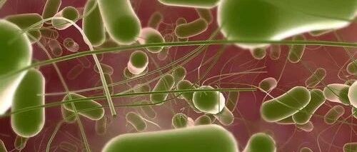 一幼儿园数十名幼童发热腹泻，检出这种菌！严重可致死